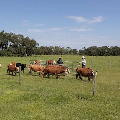 thumbnail for publication: Weed Management during Pasture Establishment